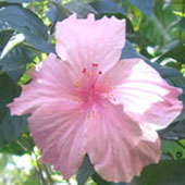 hibiscus